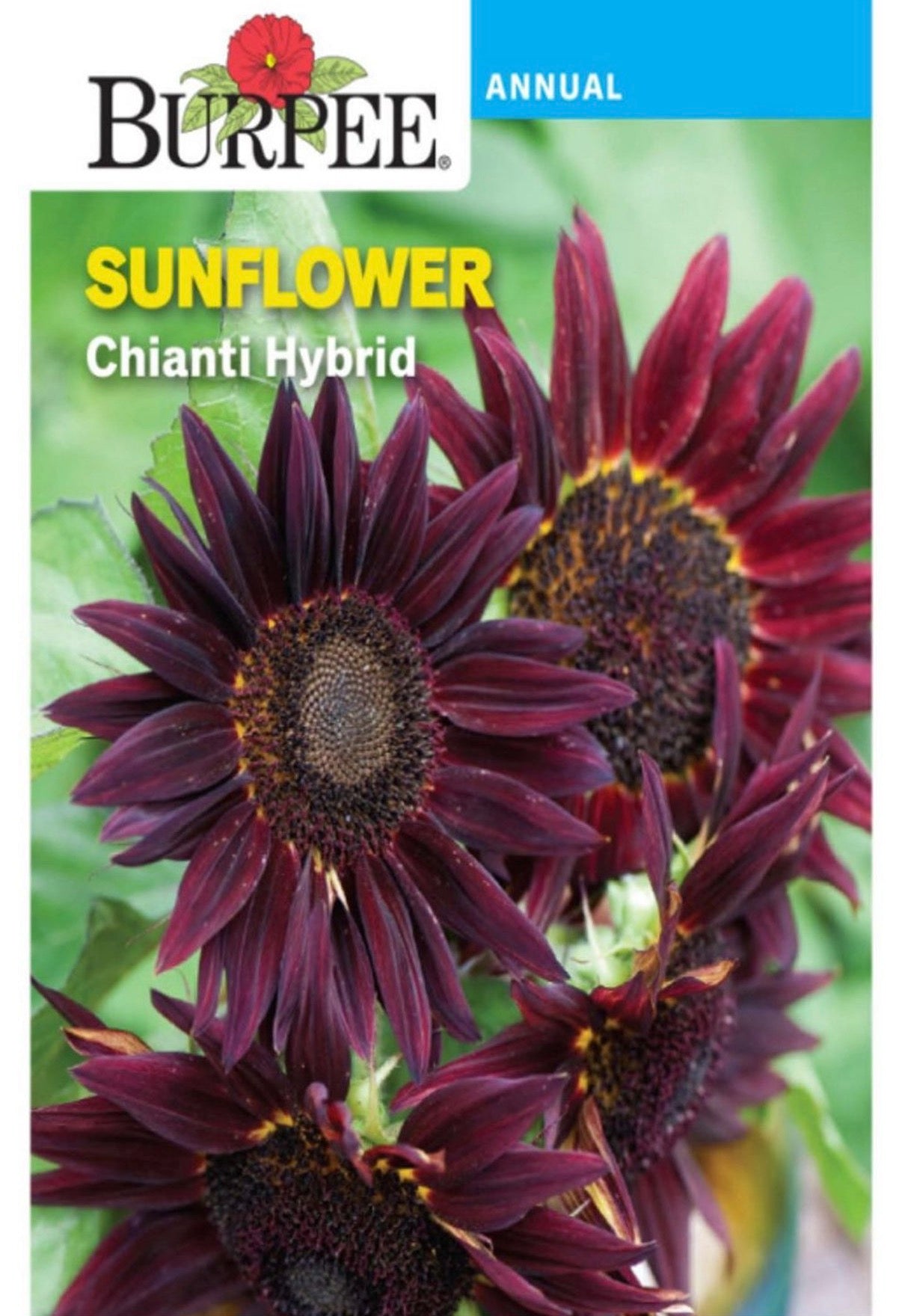 Sunflower Chianti Hybrid Seeds