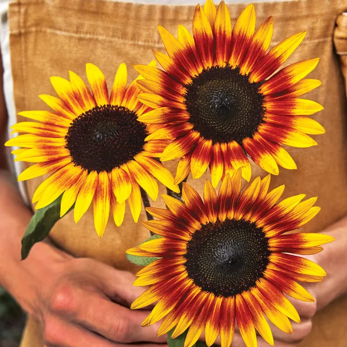 Tiger Eye Sunflower Seeds